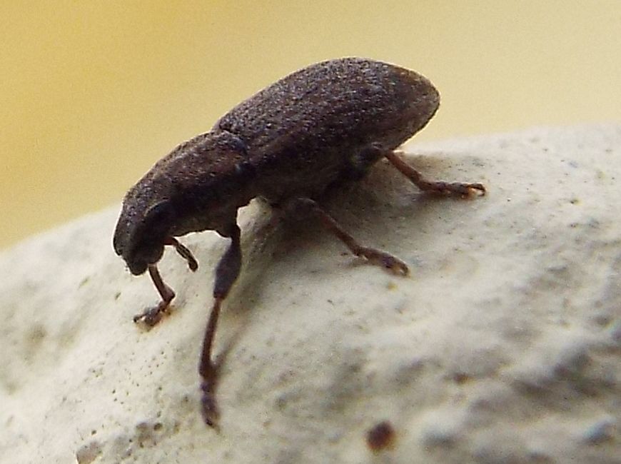 Curculionidae: Otiorhynchus alpestris e Sitona cf. lepidus